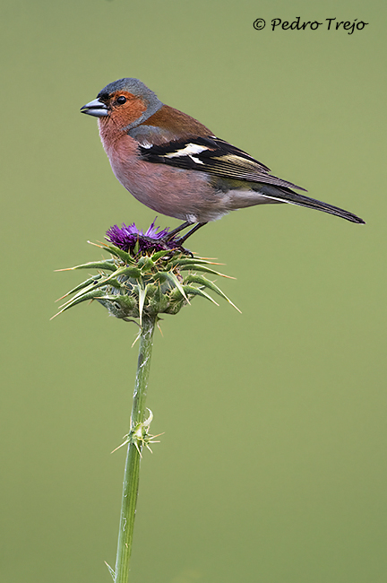 Pinzon vulgar (Fringilla coelebs)